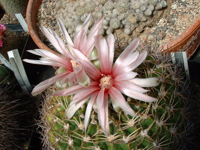 Gymnocalycium bicolor.JPG